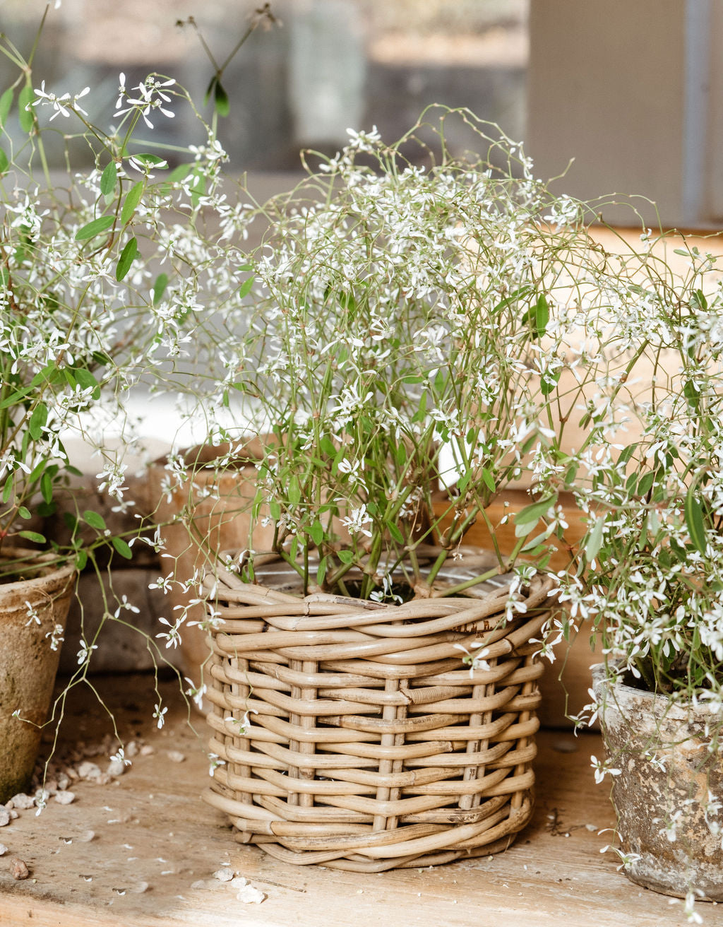 Rattan-Style Planter Basket with Inner Liner