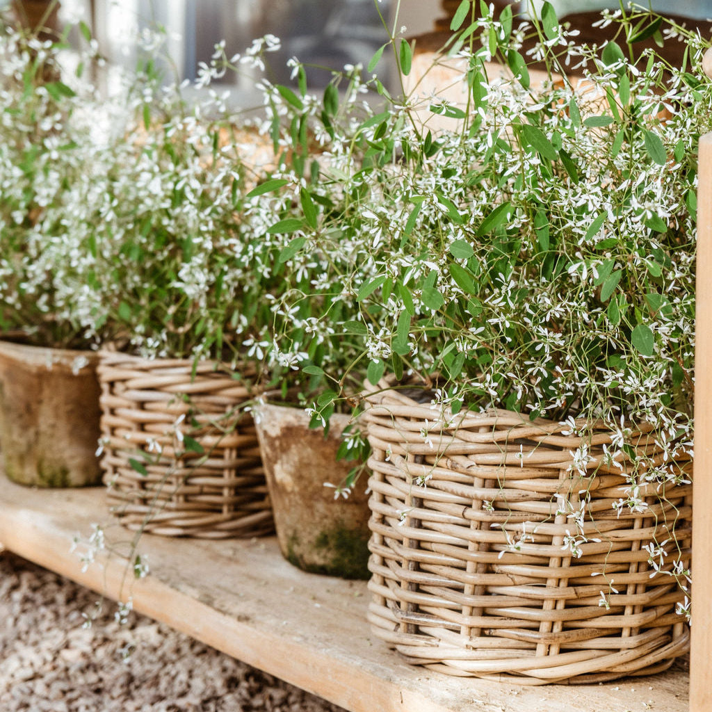 Rattan-Style Planter Basket with Inner Liner
