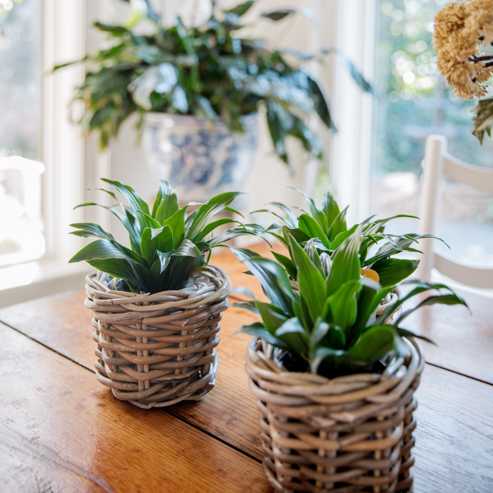 Rattan-Style Planter Basket with Inner Liner